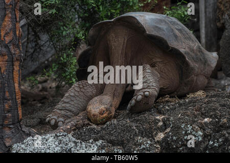 Galapagos giant tortoise (Chelonoidis nigra) part of the captive breeding program at the CHarles Darwin research center in the Galapagos islands. Stock Photo