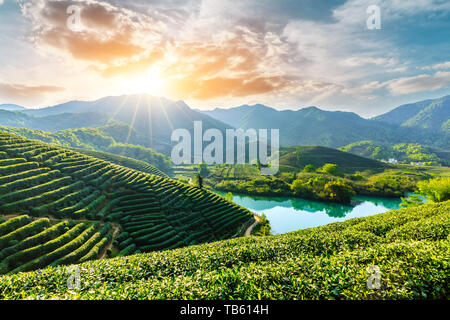 Beautiful green tea plantation natural scenery Stock Photo
