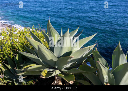 Aloe vera plant on a background of ocean blue Stock Photo