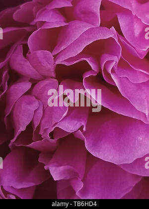 The most beautiful pink peony . Close-up of the Central part of the peony. Stock Photo