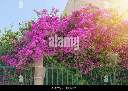 Opulent blooming pink flowers of bush Paperflower, Bougainvillea glabra, growing behind the fence of the villa and goes out the street