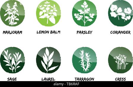 marjoram lemon balm coriander sage laurel tarragon cress Stock Vector