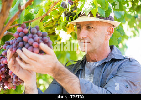 Winemaker man in straw hat examining grapes Stock Photo