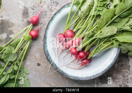 Fresh bunch of radish on concrete background Stock Photo