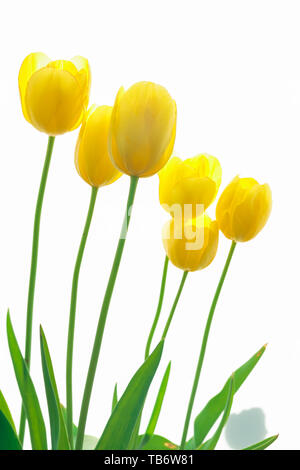 Bouquet of yellow tulips isolated on white background Stock Photo