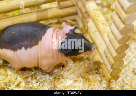 Hairless Guinea or Rodent pig top view In cages and farms Stock Photo