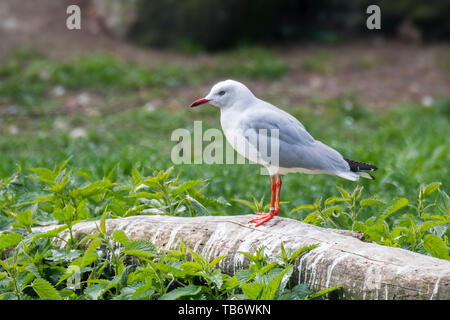 Grey-headed gull / grey-hooded gull (Chroicocephalus cirrocephalus) native to South America and Africa Stock Photo