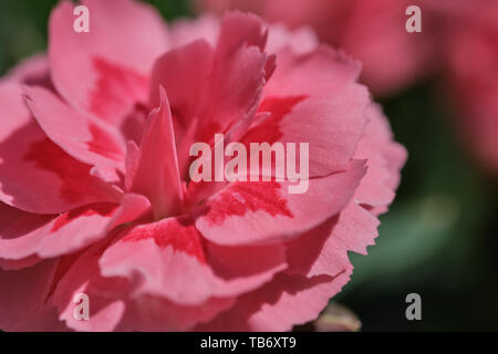macro of blooming pink red carnation flower - Dianthus - on a sunny day Stock Photo