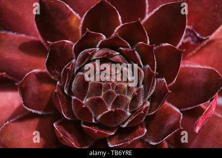 macro photo of red sempervivum succulent on a sunny day Stock Photo