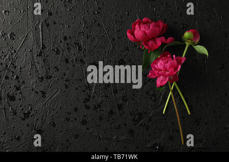 Beautiful peonies on black background with water drops, space for text Stock Photo