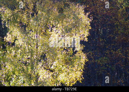 Backlit Silver Birch Tree (Betula pendula) in Golden Autumn Foliage. Muir of Dinnet NNR, Cairngorms, Scotland, UK. Stock Photo