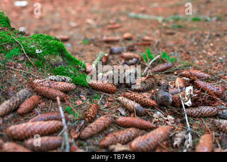 Many different sizes fir tree cones lying on the ground near a tree trunk covered in moss in the Harz National Park, Germany. Stock Photo