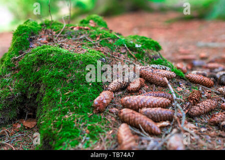 Many different sizes fir tree cones lying on the ground near a tree trunk covered in moss in the Harz National Park, Germany. Stock Photo