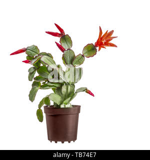 Small blooming Easter cactus, Rhipsalidopsis gaertnerrii, with red flowers and buds. In brown plastic pot isolated on white background. Stock Photo