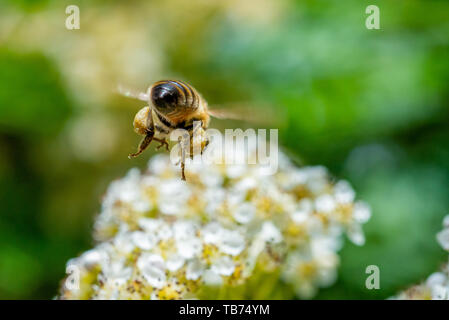 Honey bee (Apis) in flight laden with nectar sacs about to land on a flowering Mountain Ash (Rowan) tree in spring, UK Stock Photo