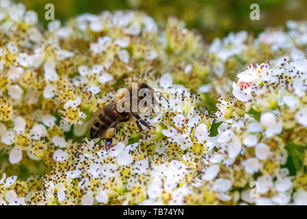 Honey bee nestle in a cluster of flowers on a Mountain Ash (Rowan) tree in spring, UK Stock Photo