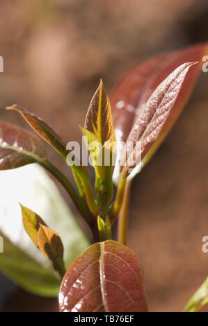 Image of a close-up of some avocado tree buds in the spring months Stock Photo