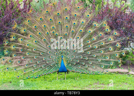 Peacock blue male hi-res stock photography and images - Alamy