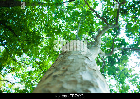 bottom view of tree in jungle and lighting of morning.forest and environment concept High resolution image gallery. Stock Photo