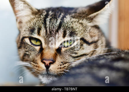 Grey cat looking at the camera closeup Stock Photo