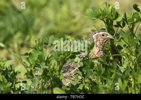 Common quail (Coturnix coturnix) in field, Lower Austria, Austria Stock Photo