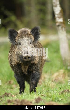 Wild boar (Sus scrofa), tusker in field, Allgau, Bavaria, Germany Stock Photo