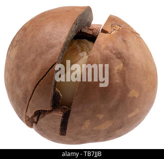 macadam nut isolated on a white background. Stock Photo