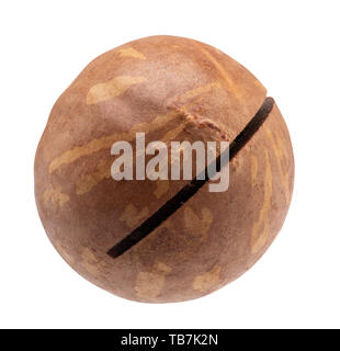 macadam nut isolated on a white background. Stock Photo