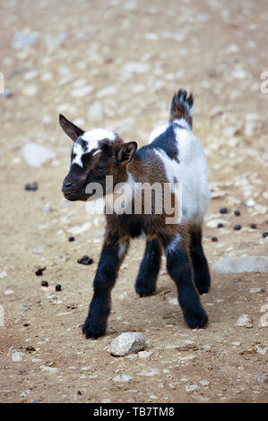 One cute baby goat with black, brown and white spots Stock Photo