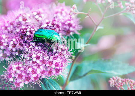 Golden bronze Cetonia aurata is a type of Coleoptera from the subfamily of bronze Cetoniinae of the family of lamellar Scarabaeidae. A large green bee Stock Photo