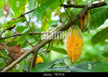 Trinitario cocoa (Theobroma cacao) pods on Sumatra, Indonesia