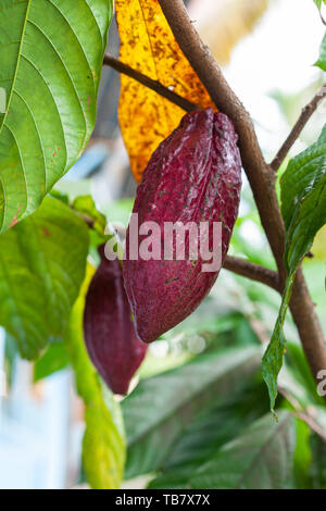 Trinitario cocoa (Theobroma cacao) pods on Sumatra, Indonesia