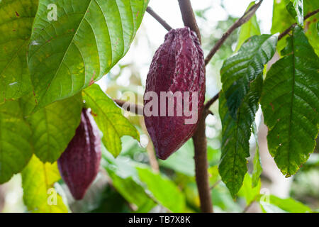 Trinitario cocoa (Theobroma cacao) pods on Sumatra, Indonesia