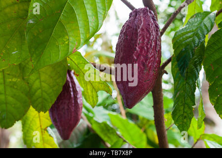 Trinitario cocoa (Theobroma cacao) pods on Sumatra, Indonesia
