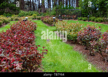 The rose garden at Shore Acres State Park, Coos Bay, Oregon Stock Photo