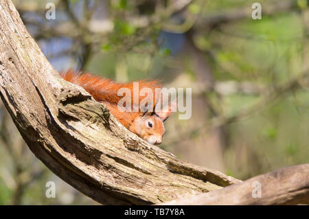 Close-up front view of sleepy, British red squirrel (Sciurus vulgaris) isolated in outdoor UK woodland, chilling out in sun perched on branch. Stock Photo