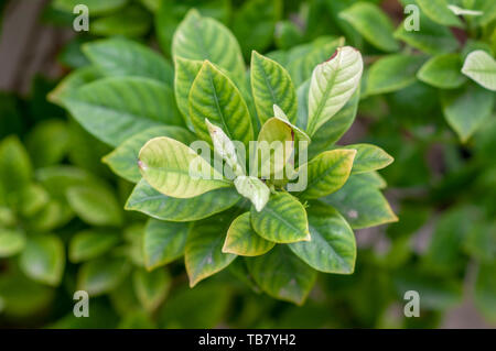 Gardenia plant (Gardenia jasminoides) with light green leaves showing signs of Chlorosis (iron deficiency).  Loss of colour in leaf showing a mineral  Stock Photo