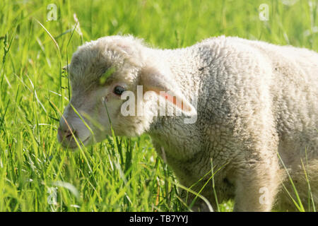 Lamb in the Spring on Green Grass Stock Photo