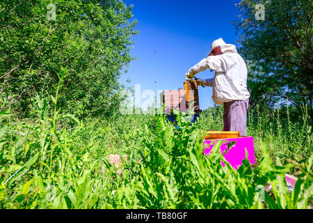 Beekeeper is looking swarm activity over honeycomb on wooden frame, control situation in bee colony. Stock Photo