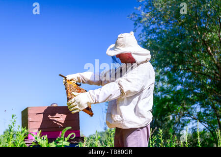 Beekeeper is looking swarm activity over honeycomb on wooden frame, control situation in bee colony. Stock Photo