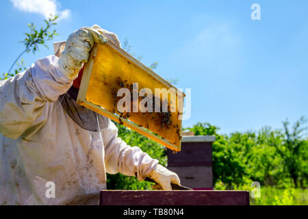 Beekeeper is looking swarm activity over honeycomb on wooden frame, control situation in bee colony. Stock Photo