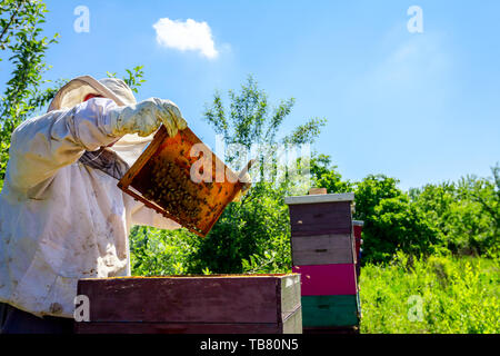 Beekeeper is looking swarm activity over honeycomb on wooden frame, control situation in bee colony. Stock Photo