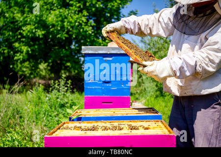 Beekeeper is looking swarm activity over honeycomb on wooden frame, control situation in bee colony. Stock Photo