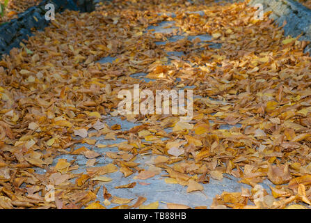 Fallen Golden Leaves on a Cobblestone Path - An Autumn Background Stock Photo