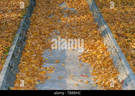 Fallen Golden and  Orange Leaves on a Cobblestone Path - An Autumn Background Stock Photo