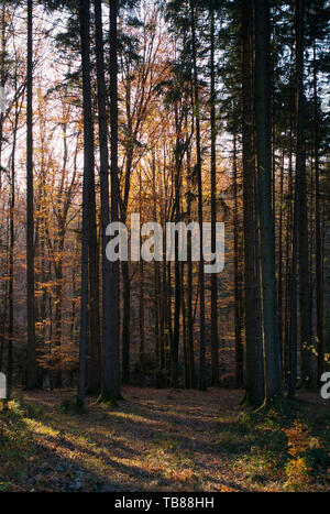 Mixed Forest in the Must Quarter or Mostviertel in Lower Austria with Trees, Orange Leaves and Light Rays Stock Photo
