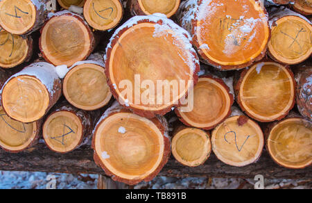 Background of firewood stacked in the cut wood, timber, firewood textured for background Stock Photo