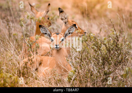 A group of impala fawns (aepyceros melampus) lying in the grass, with one looking at the camera Stock Photo