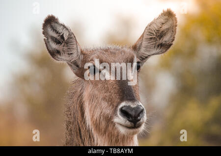A closeup portrait of a female waterbuck (kobus ellipsiprymnus) in the Kruger National Park, South Africa. Stock Photo