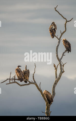 A flock of white-backed vultures (gyps africanus) perched on the branches of a dead tree against a cloudy sky in the Kruger national park, South Afric Stock Photo